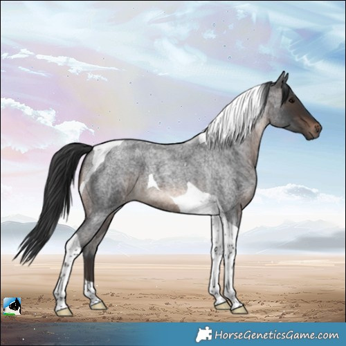 Horse Color:Brown Roan Tobiano