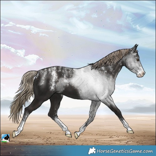 Horse Color:Powder White Liver Chestnut Sabino 