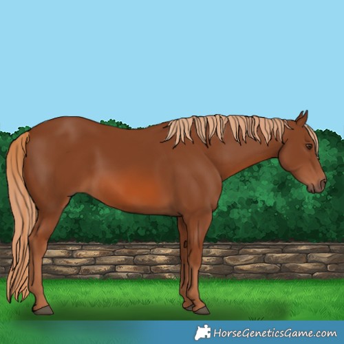Horse Color:Chestnut 