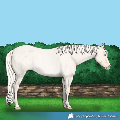 Horse Color:Cremello Roan