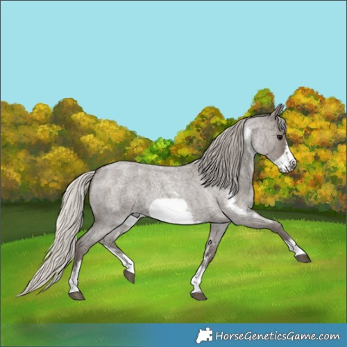 Horse Color:Silver Blue Roan Sabino Frame