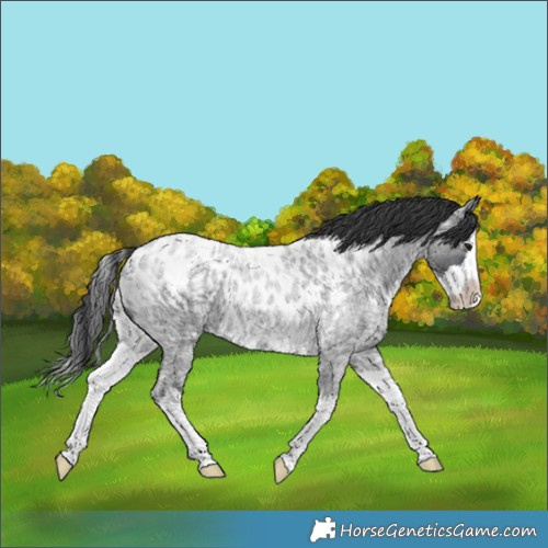 Horse Color:Blue Ice Roan Splash Skewed Appaloosa 