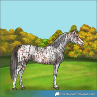 Horse Color:Brown Appaloosa Rabicano  and White Spotted Brown Appaloosa Rabicano 
