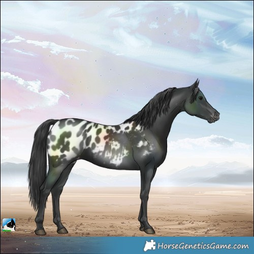 Horse Color:Black Near Leopard