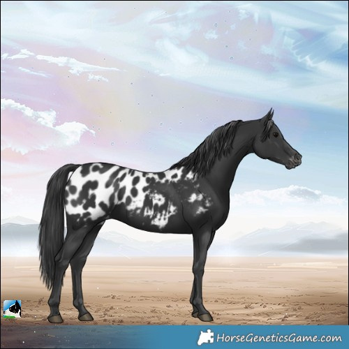 Horse Color:Black Appaloosa 