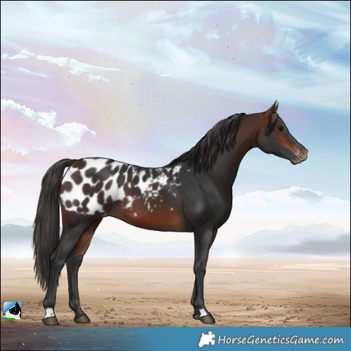 Horse Color:Bay Appaloosa 