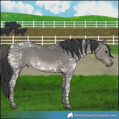 Horse Color:White Spotted Black Ice Mushroom