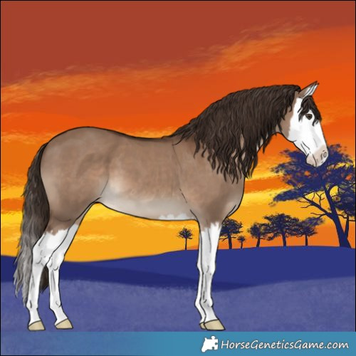 Horse Color:Liver Red Dun Splash