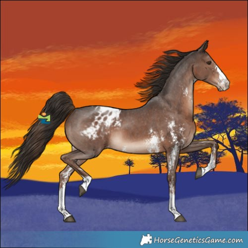 Horse Color:Liver Chestnut Sabino Varnish 