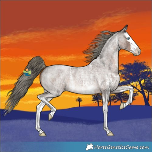 Horse Color:Liver Red Roan Mushroom Sabino Splash 