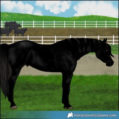 Horse Color:Void Brown Sabino 