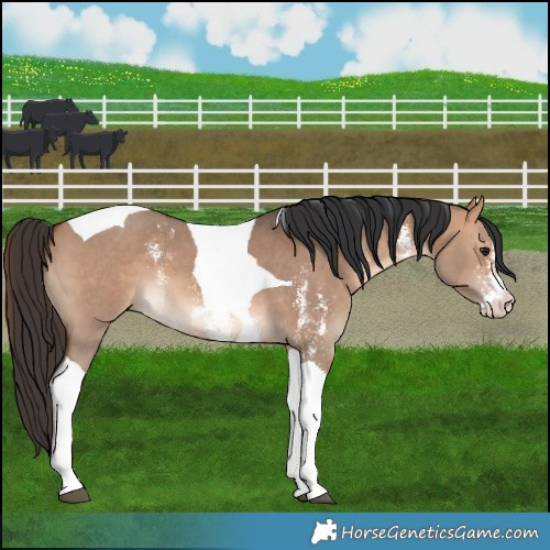 Horse Color:Bay Dun Sabino Tobiano 
