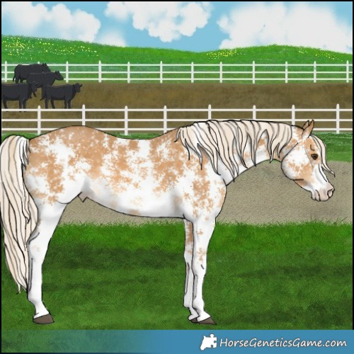Horse Color:Palomino Sabino 