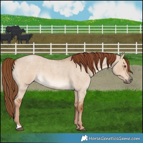 Horse Color:Red Dun Roan