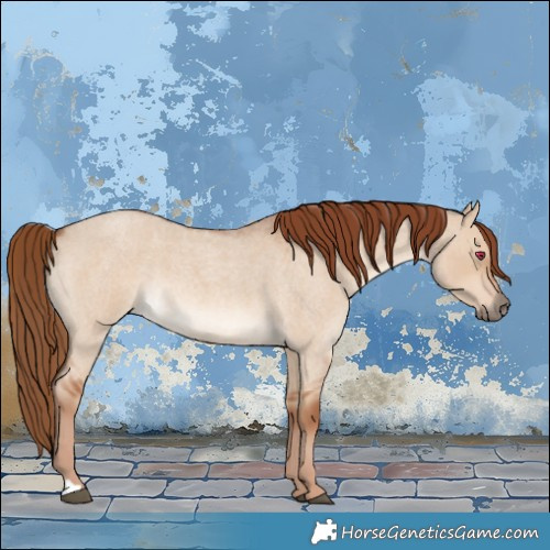 Horse Color:Red Dun Roan 