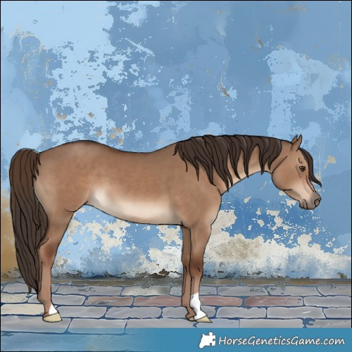 Horse Color:Liver Red Dun 