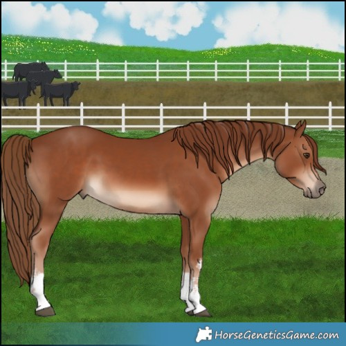 Horse Color:White Spotted Chestnut 