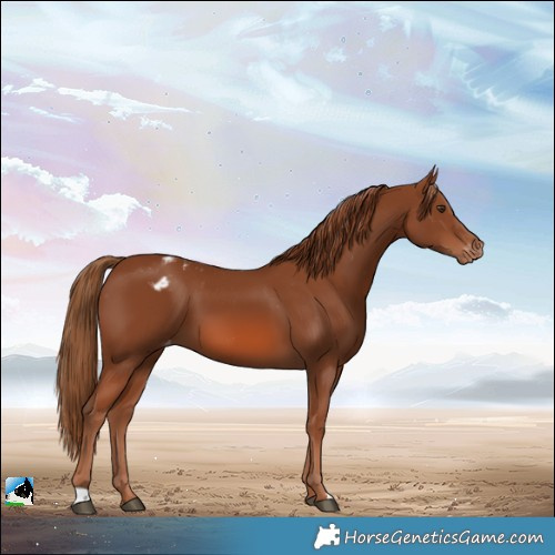 Horse Color:Chestnut Blanket