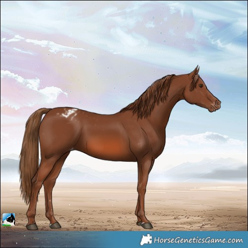 Horse Color:Chestnut Blanket
