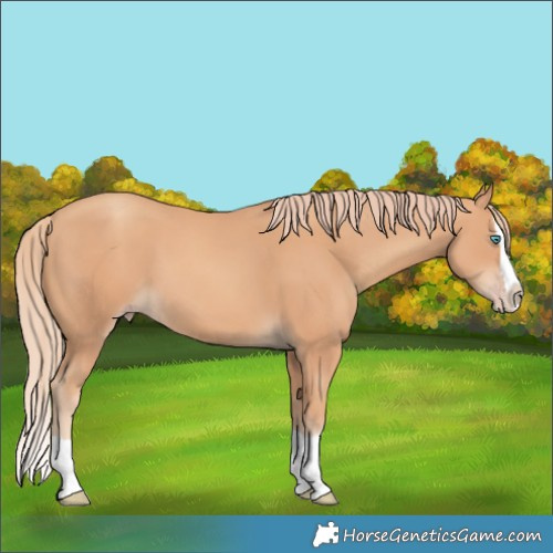 Horse Color:Gold Champagne Splash