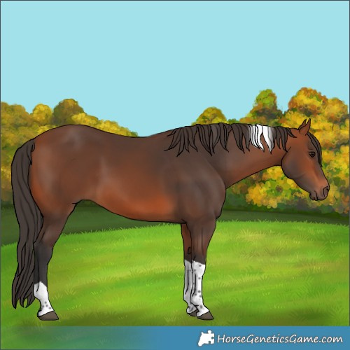 Horse Color:Bay Tobiano