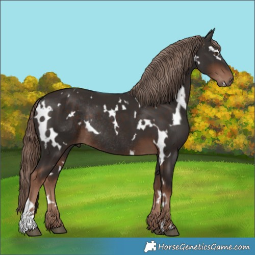 Horse Color:White Spotted Liver Chestnut Rabicano 