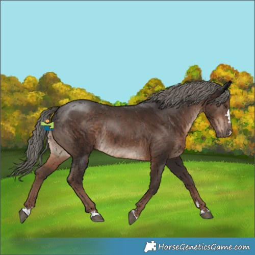 Horse Color:Liver Chestnut Mushroom Rabicano