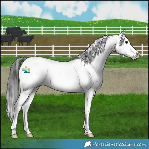 Horse Color:Black Sabino Appaloosa 