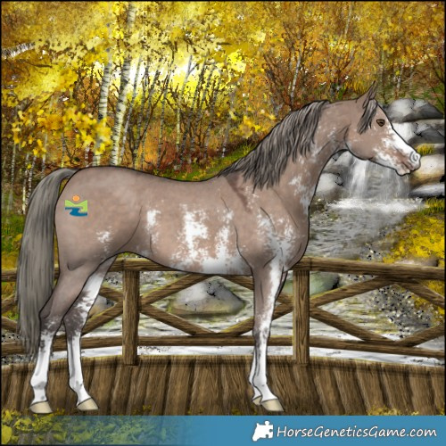 Horse Color:Liver Red Dun Mushroom Sabino 