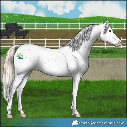Horse Color:Liver Chestnut Mushroom Sabino