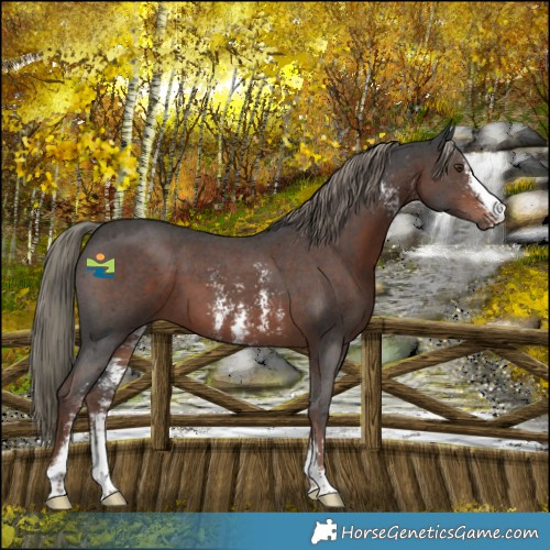 Horse Color:Liver Chestnut Mushroom Sabino 
