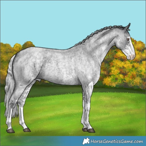 Horse Color:White Spotted Silver Blue Chinchilla Roan 
