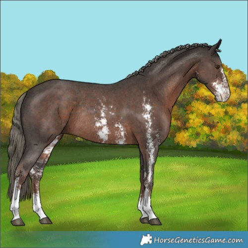 Horse Color:Liver Chestnut Mushroom Sabino Rabicano