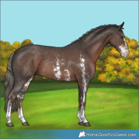 Horse Color:Liver Chestnut Mushroom Sabino Rabicano