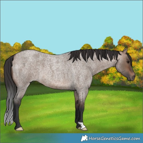 Horse Color:Brown Roan Dun 