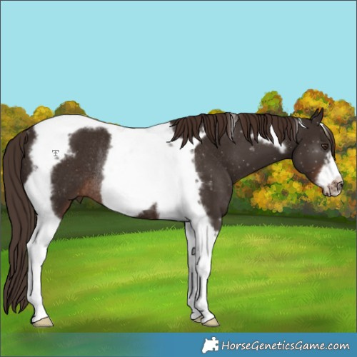 Horse Color:Liver Chestnut Tobiano Frame Rabicano 