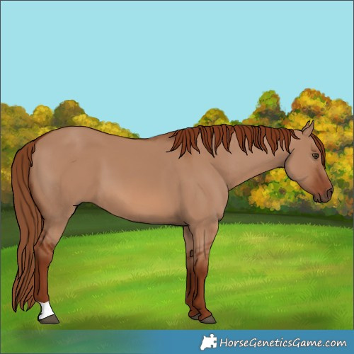 Horse Color:Unknown 