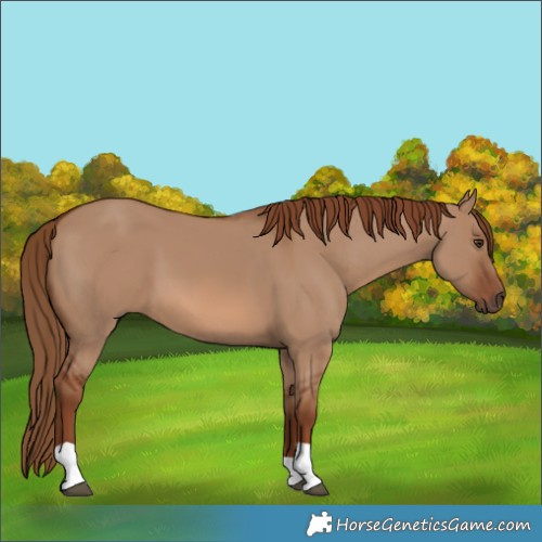 Horse Color:Unknown 