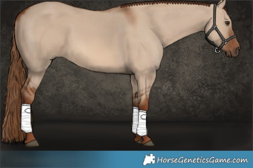 Horse Color:Red Dun 