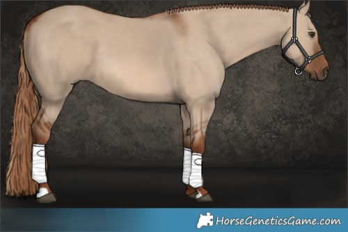 Horse Color:Red Dun 