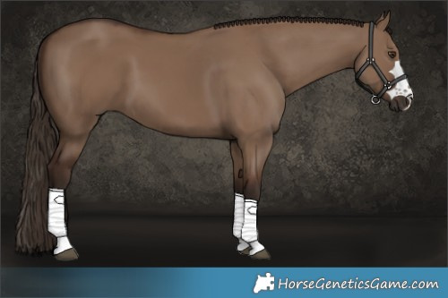 Horse Color:Liver Red Dun 