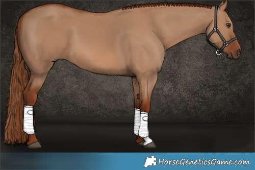 Horse Color:Red Dun 