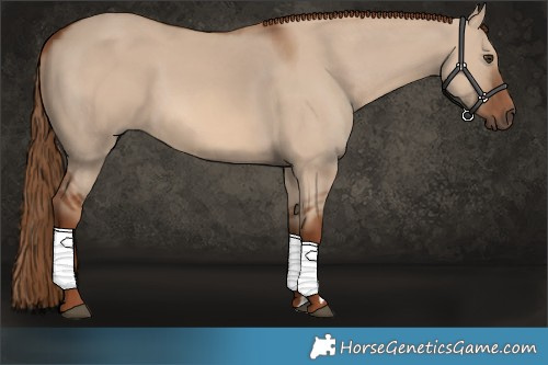 Horse Color:Red Dun 