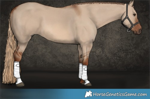 Horse Color:Red Dun 