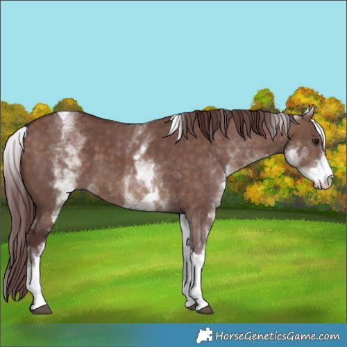 Horse Color:White Spotted Chocolate Brown Dun Tobiano 