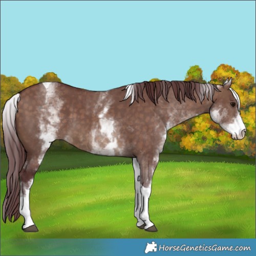 Horse Color:White Spotted Chocolate Brown Dun Tobiano 