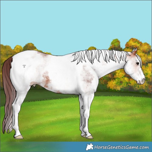 Horse Color:White Spotted Chocolate Bay Tobiano