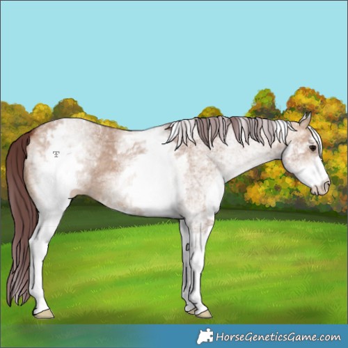 Horse Color:White Spotted Chocolate Bay Dun