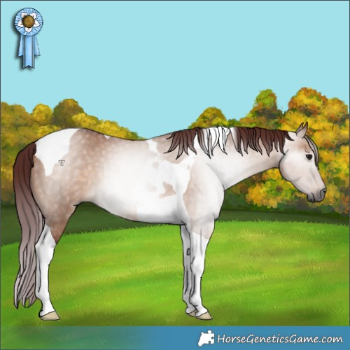 Horse Color:Gray Chocolate Bay Dun Tobiano 