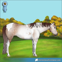 Horse Color:Gray Chocolate Bay Dun Tobiano